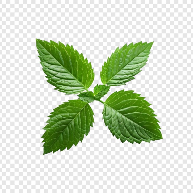 PSD hojas frescas de menta verde hierba aromática remedio a base de hierbas planta natural