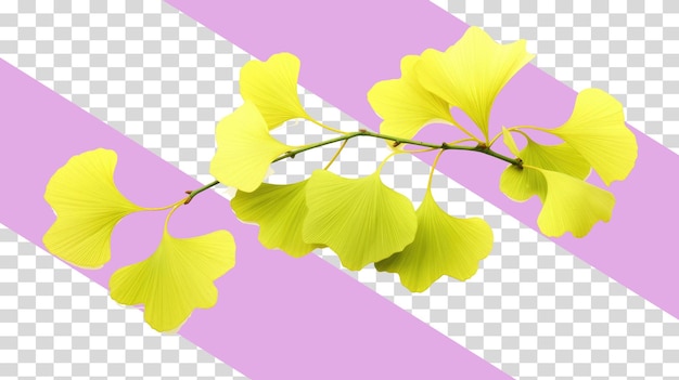 Hojas de ginkgo png aisladas sobre fondo transparente