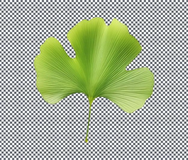 Hojas de ginkgo verdes aisladas sobre un fondo transparente