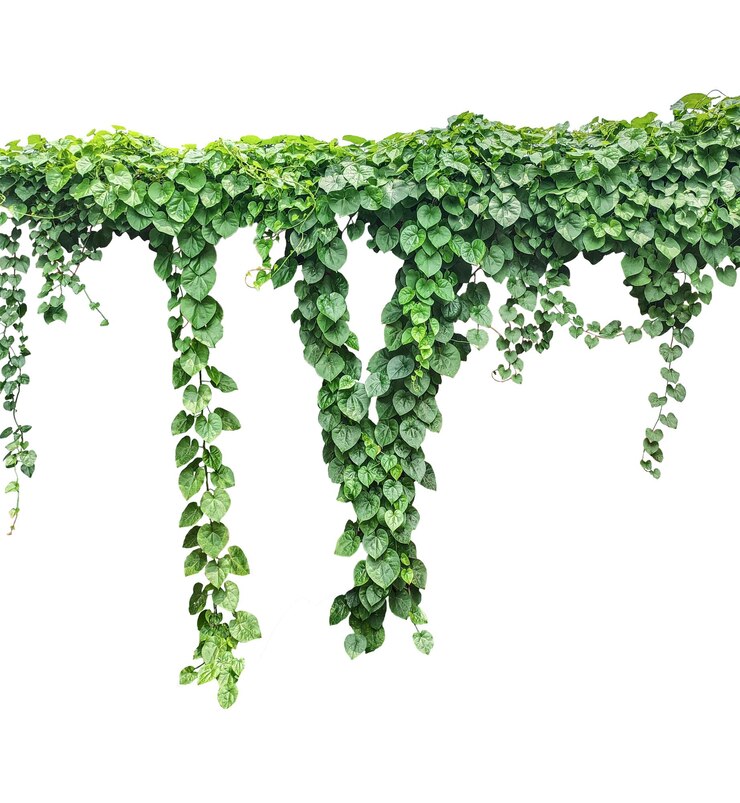 PSD hojas de hiedra verde en png una vid que crece en una pared con hojas una planta con hojas verdes colgando