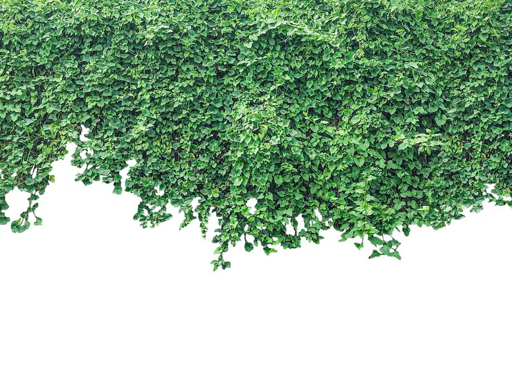 PSD hojas de hiedra verdes en un fondo transparente marco de hiedra verde fondo de hierba verde de la pared