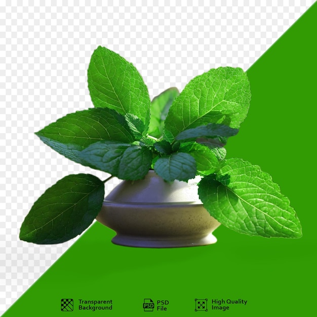 Hojas de menta aisladas en fondo blanco vista delantera