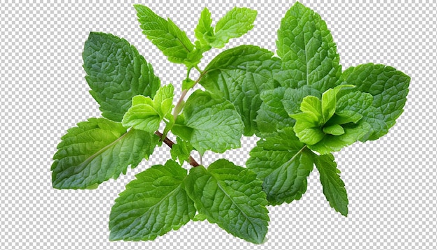 Hojas de menta en capa alfa
