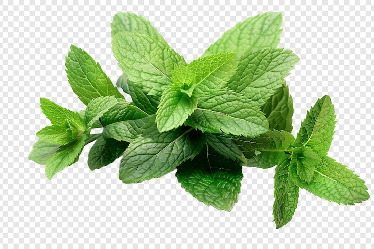 PSD hojas de menta frescas aisladas sobre un fondo transparente