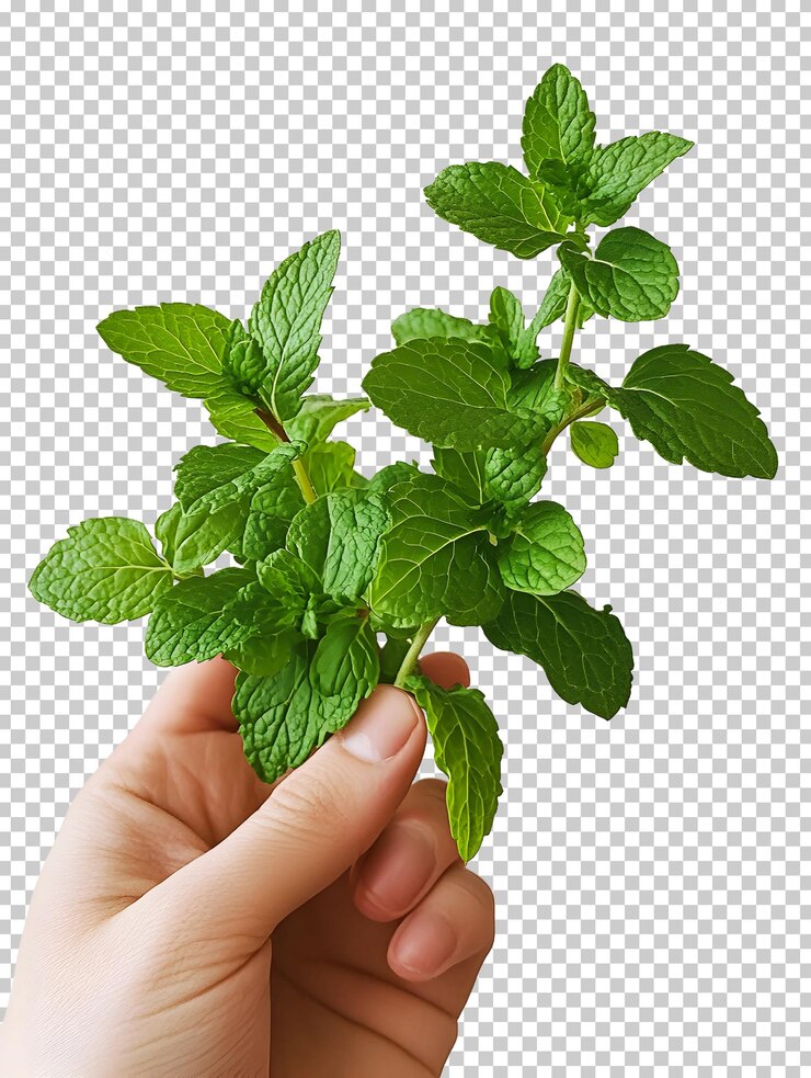 PSD hojas de menta frescas en la mano que muestran un color verde vibrante aislado en un fondo transparente