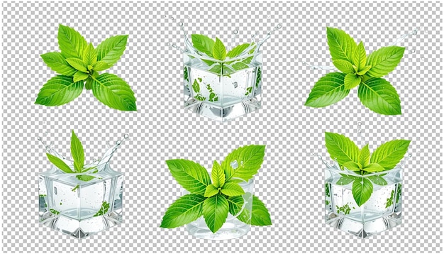 Hojas de menta frescas en salpicaduras de agua y hielo