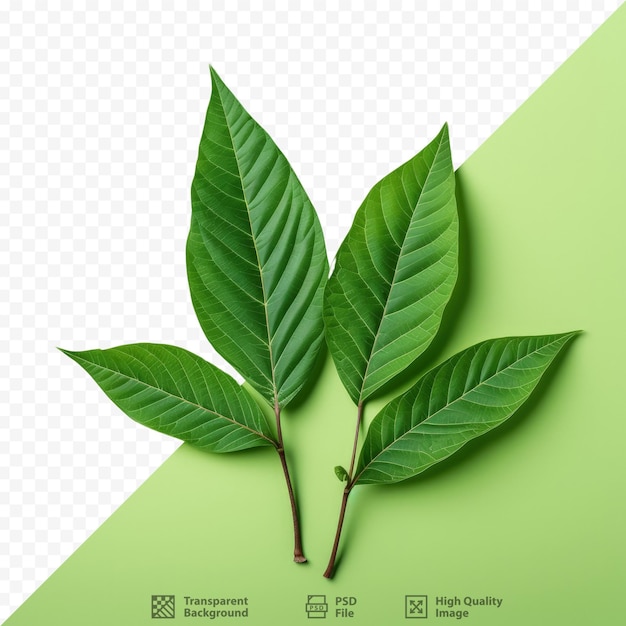 Las hojas de mitragyna speciosa korth se consumen por sus propiedades medicinales y adictivas de la familia rubiaceae