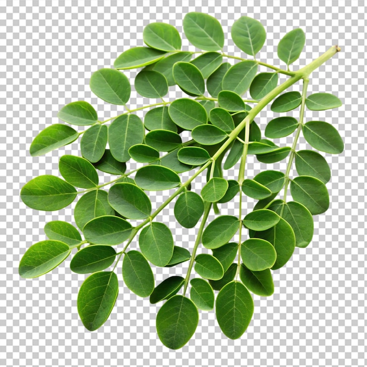 PSD hojas de moringa aisladas sobre un fondo transparente