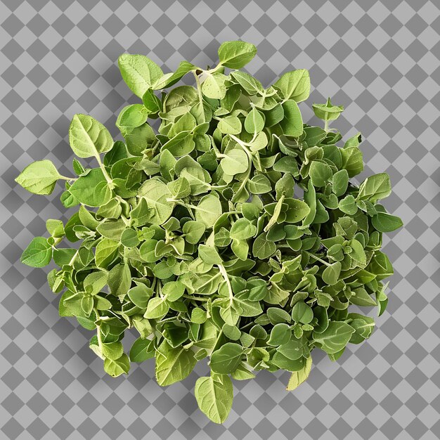 Hojas de orégano Tipo de hierba Origanum Vulgare Forma de hierba Dr Objeto aislado en fondo limpio