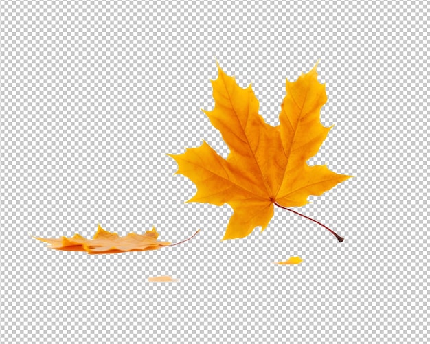 hojas de otoño aisladas sobre fondo transparente