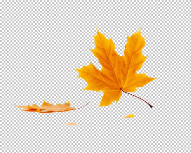 Hojas de otoño aisladas sobre fondo transparente