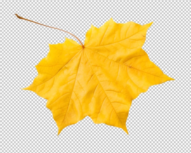 Hojas de otoño aisladas sobre fondo transparente