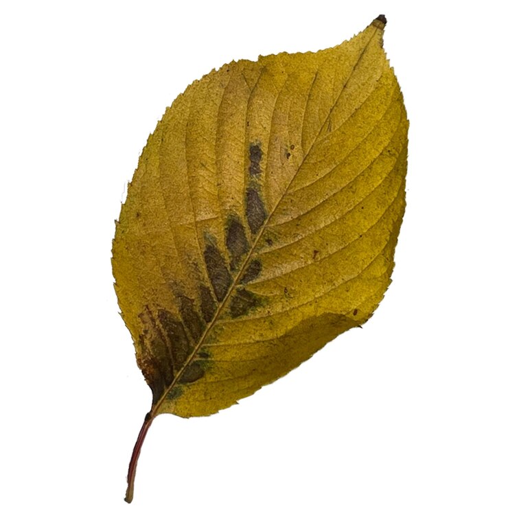 PSD las hojas de otoño caen