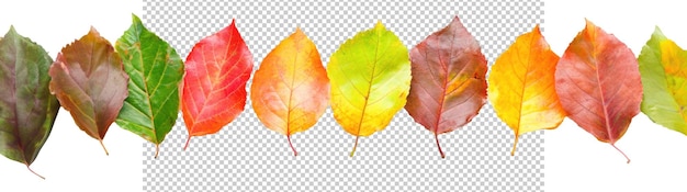 Hojas de otoño coloridas en varios tonos aisladas sobre un fondo transparente