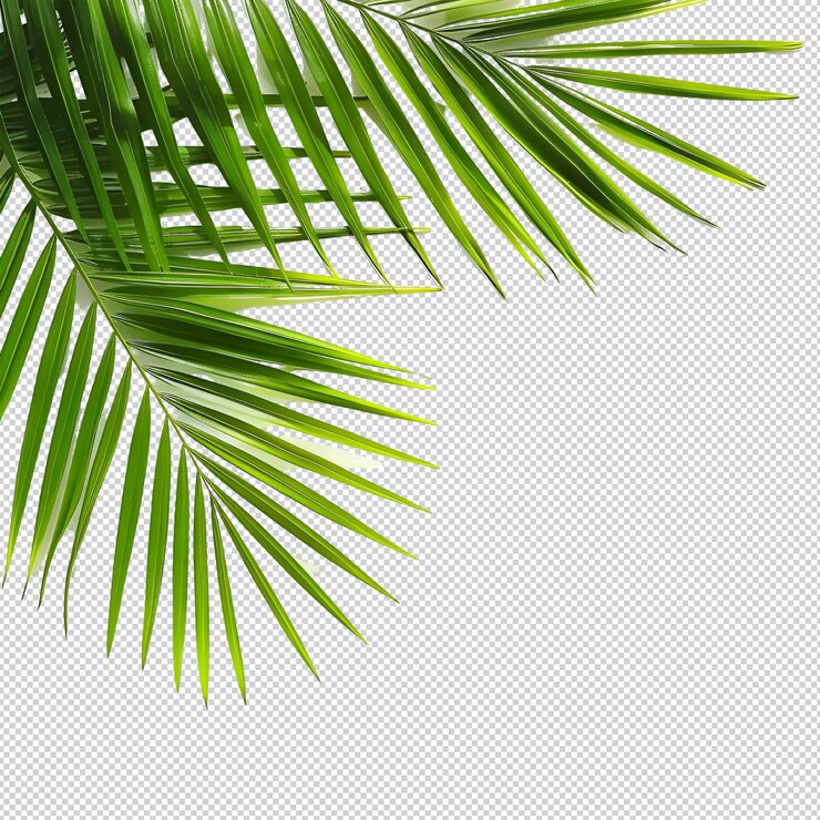 hojas de palma tropical