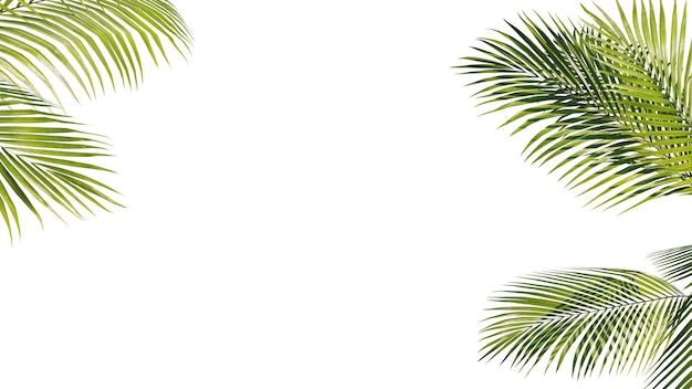 PSD hojas de palma tropicales de verano árbol de palma exótico fondo transparente