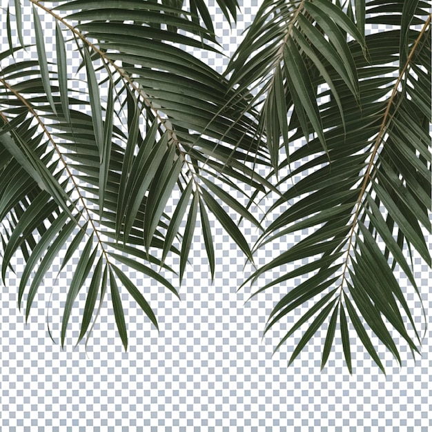 Hojas de palmera