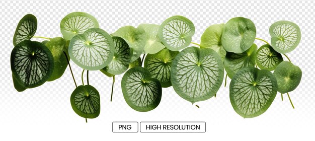 Hojas de pilea peperomioides estética minimalista sobre fondo transparente