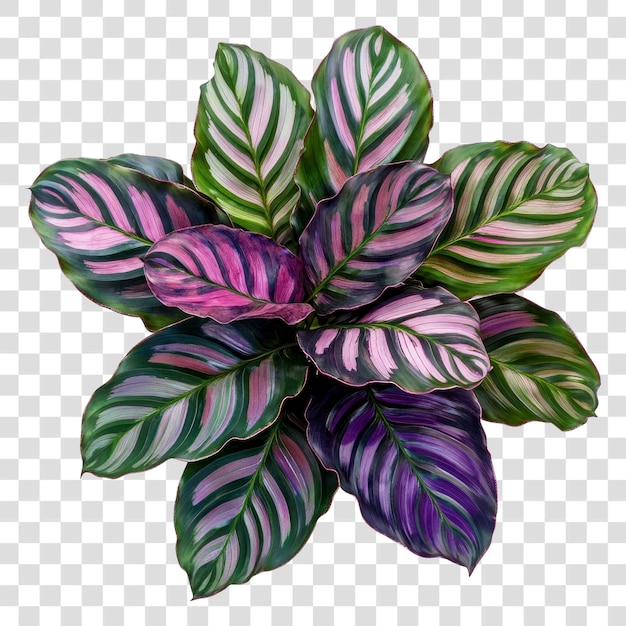 Las hojas de la planta de calathea real de PNG son púrpuras