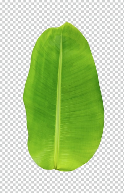 hojas de plátano verde sobre un fondo blanco planta de hoja verde naturaleza ecológica rama de árbol aislada