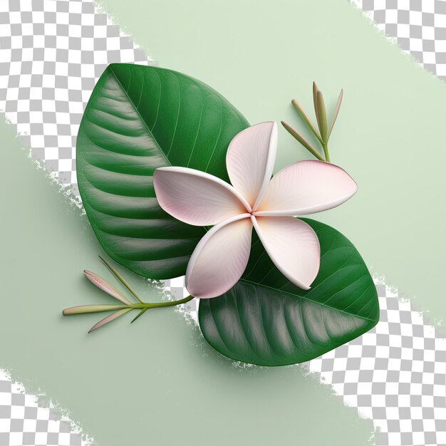 PSD hojas de plumeria con flores perfumadas