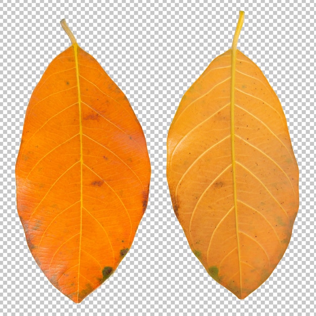 Hojas secas en otoño aislado