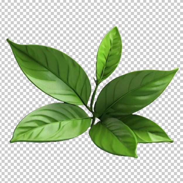 Hojas de té png psd