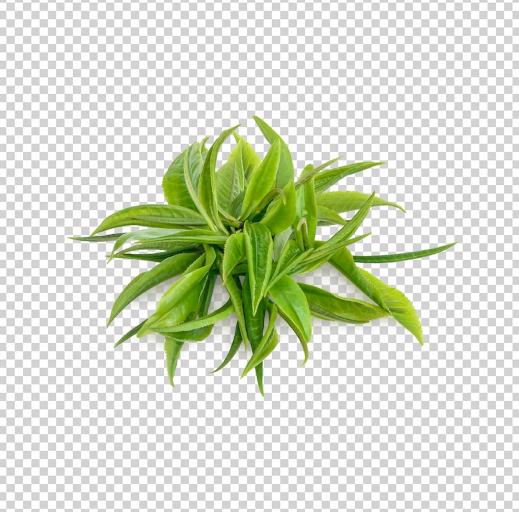 PSD hojas de té verde aisladas psd premium