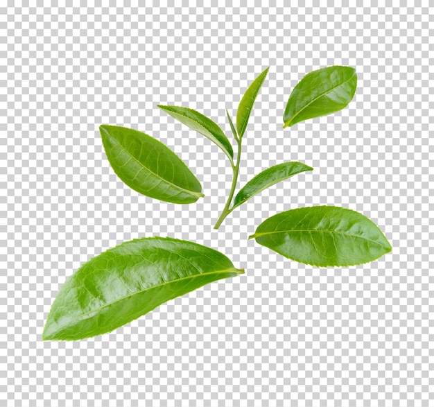 Hojas de té verde aisladas PSD Premium