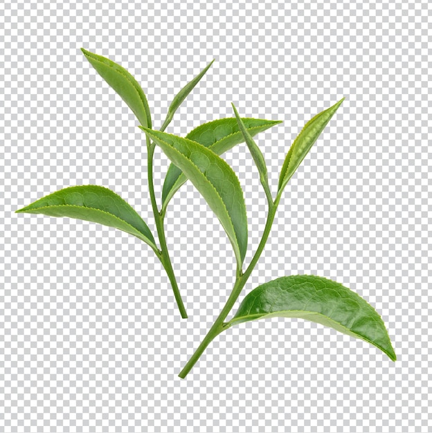 Hojas de té verde aisladas PSD Premium