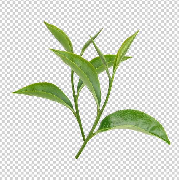 Hojas de té verde aisladas PSD Premium