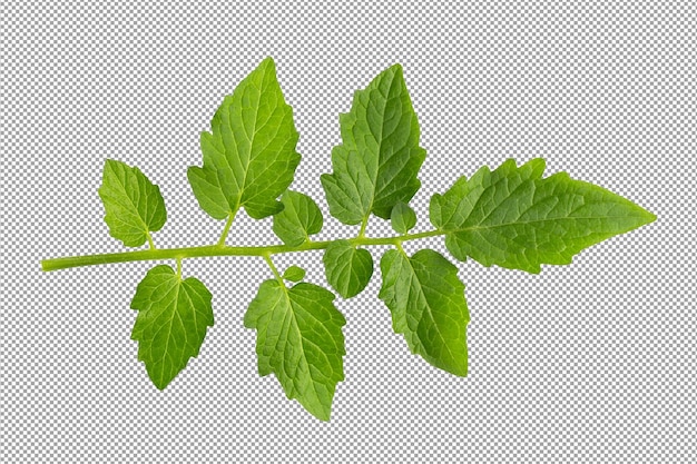 Hojas de tomate aisladas sobre fondo alfa