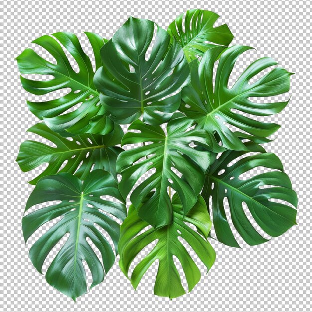 PSD hojas tropicales aisladas de monstera deliciosa