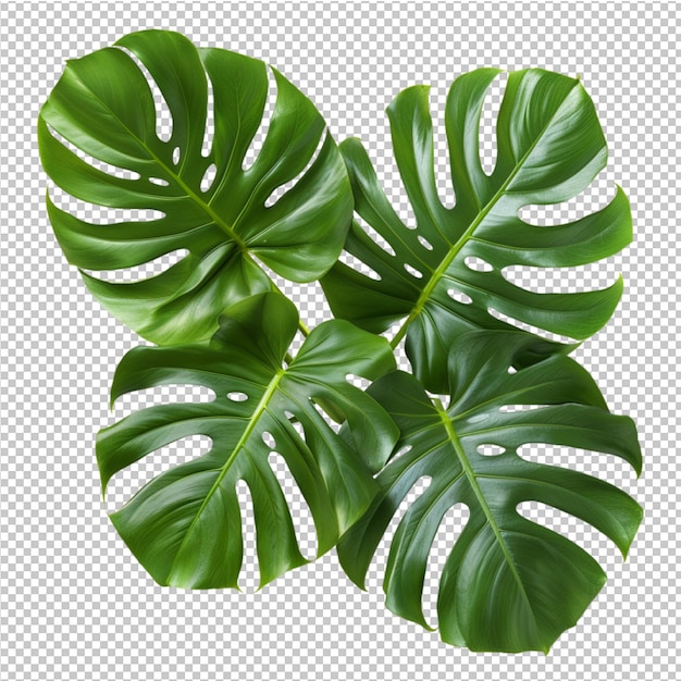 PSD hojas tropicales aisladas de monstera deliciosa