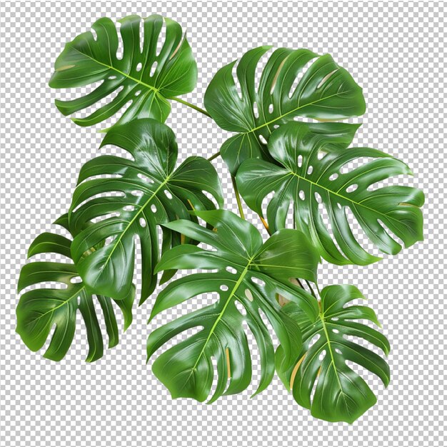 PSD hojas tropicales aisladas de monstera deliciosa