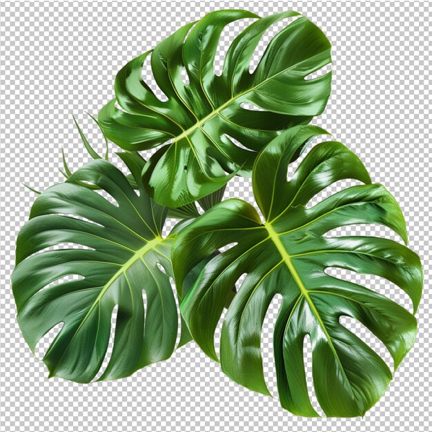 PSD hojas tropicales aisladas de monstera deliciosa