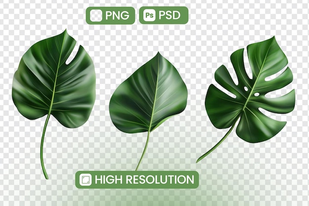 Hojas tropicales muestran un follaje verde vibrante con alta resolución Detalles botánicos Recursos de diseño gráfico