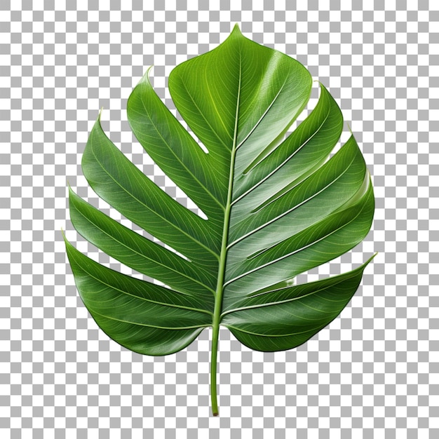 PSD hojas tropicales sobre un fondo transparente