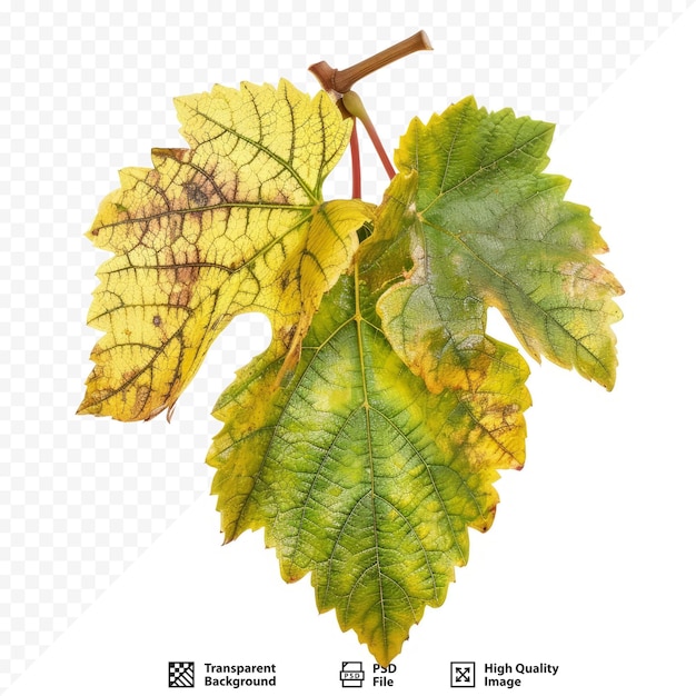 PSD hojas de uva infectadas con un virus que causa hojas amarillentas y dañadas aisladas sobre fondo blanco aislado