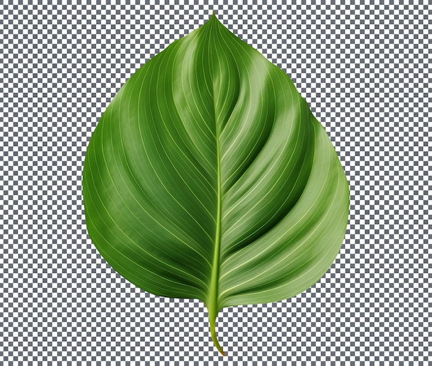 hojas verdes aisladas en un fondo transparente