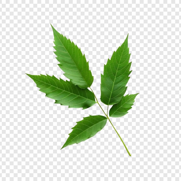 Hojas verdes de cannabis sativa Hojas saludables de la planta de marihuana