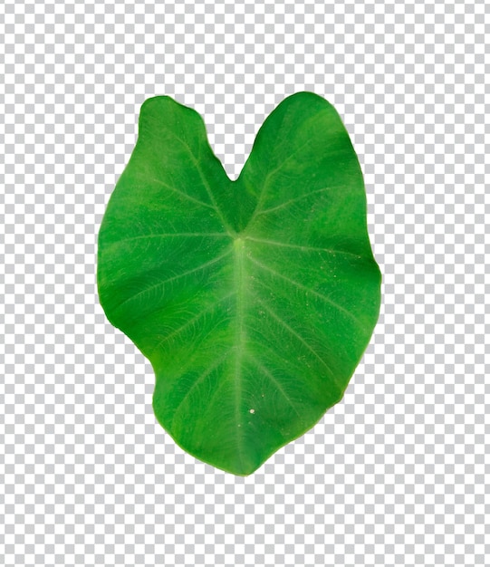hojas verdes crudas kochu pata Green Thankuni hojas planta hoja verde planta hojas verdes palmera lea