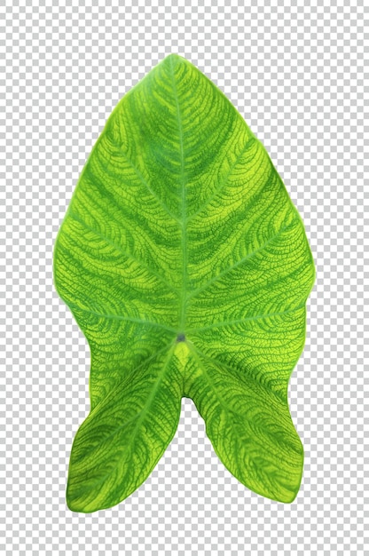 Las hojas verdes crudas se muestran sobre un fondo blanco.