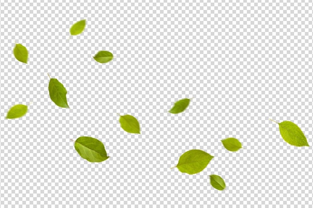Hojas verdes esparcidas sobre un fondo transparente
