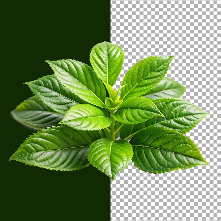 Hojas verdes frescas sobre un fondo oscuro y transparente