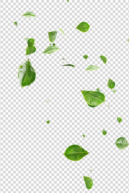 Hojas verdes frescas superpuestas a la vegetación