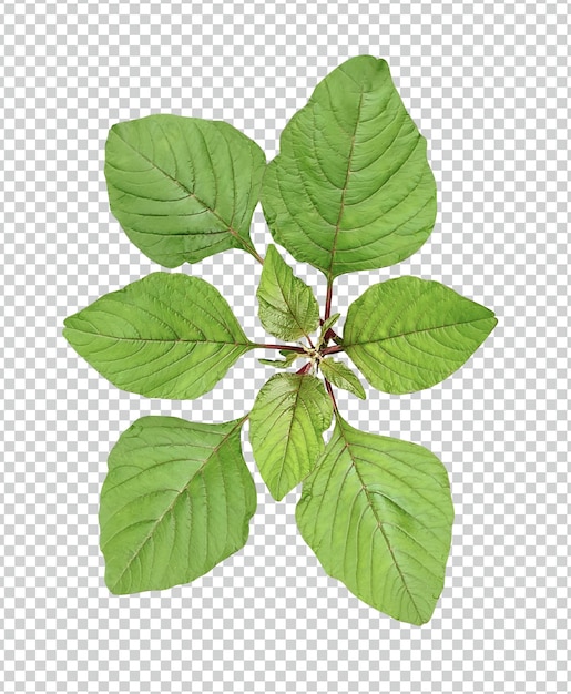 hojas verdes sobre un fondo blanco planta de hoja verde naturaleza ecológica rama de árbol aislada