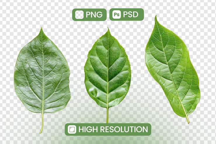 PSD hojas verdes transparentes png psd de alta resolución aisladas para el diseño