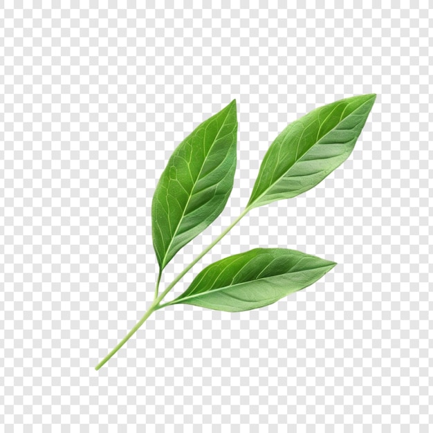 Hojas verdes vibrantes Ramas ramas naturaleza botánica follaje de las plantas