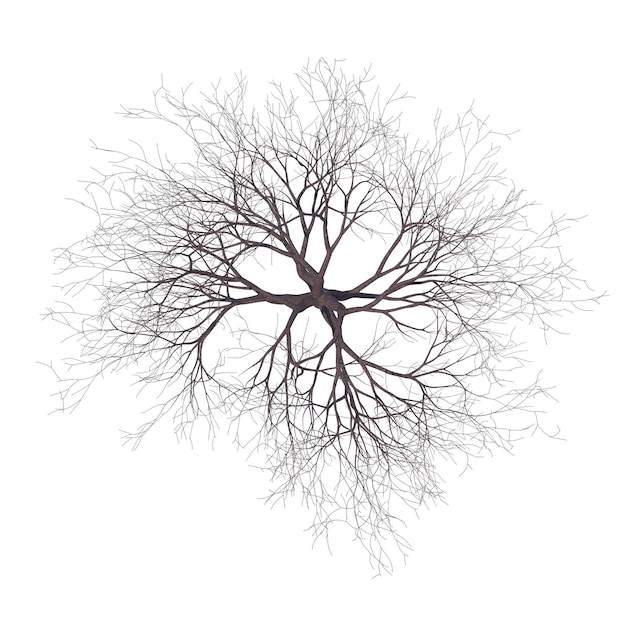 Holý třešňový strom izolovaný na průhledném pozadí, 3D renderování